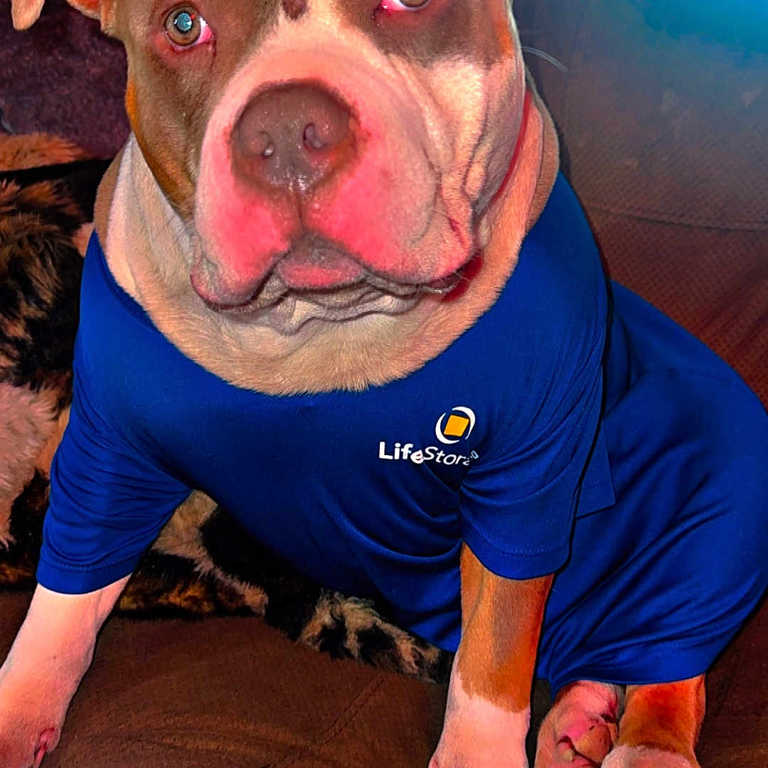 King Niko is registered to the contest to win money with this photo: animal, blue_shirt, brown_couch, can, clothing, cute, dog, domestic_animal, ears, fur, furniture, home, indoor, looking, nose, paws, pet, portrait, red_can, sitting