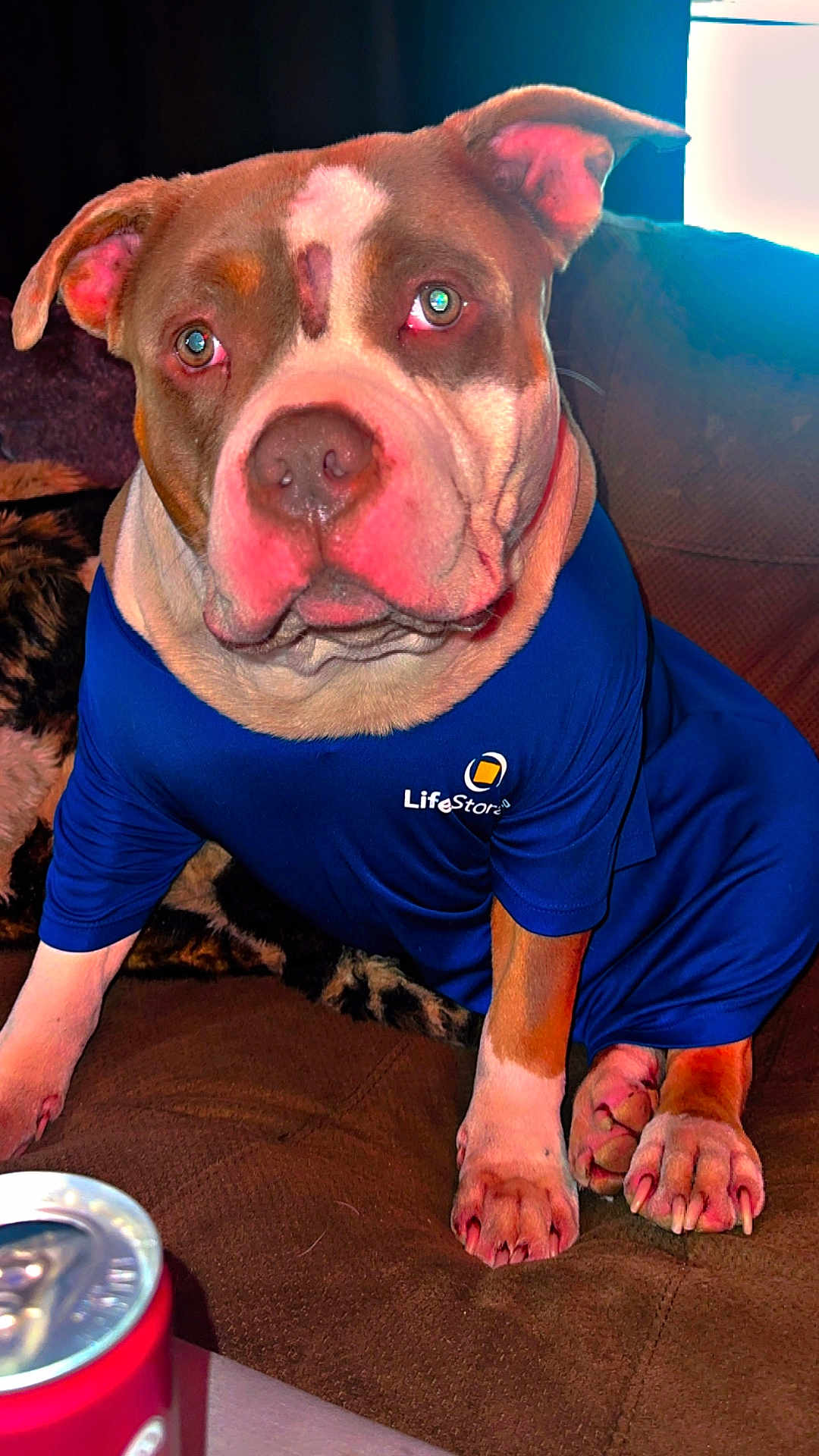 King Niko is registered to the contest to win money with this photo: dog, brown_couch, blue_shirt, pet, indoor, can, red_can, sitting, animal, fur, ears, nose, paws, clothing, looking, domestic_animal, cute, portrait, furniture, home