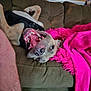 blanket, brown_couch, canine, couch, cozy, dog, fur, happy, household, human_leg, indoor, living_room, pet, photo_board, pink_blanket, playful, relaxed, teeth, tongue, upside_down