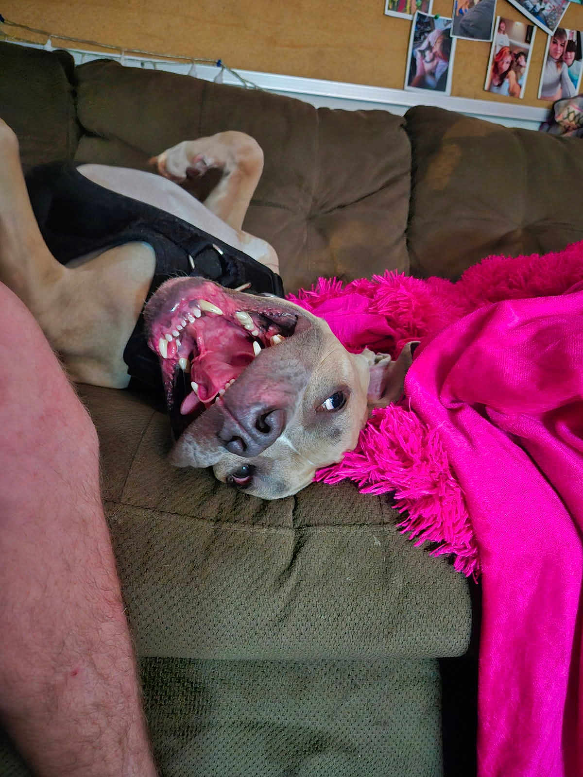 Luther The Goober joined the competition — help win amazing prizes! blanket, brown_couch, canine, couch, cozy, dog, fur, happy, household, human_leg, indoor, living_room, pet, photo_board, pink_blanket, playful, relaxed, teeth, tongue, upside_down