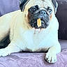 animal, canine, closeup, couch, cute, dog, domestic, expression, face, fur, indoor, laying_down, looking, paw, pet, pug, purple_couch, resting, snack, treat