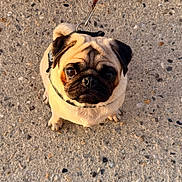 Ange a rejoint le concours — aidez-le/la à gagner de superbes lots ! adorable, animal, collar, companion, concrete, cute, dog, ears, expression, face, fur, leash, outdoor, pet, pug, small_dog, sunlight, tail, waiting, walking