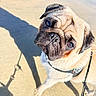 Ange a rejoint le concours — aidez-le/la à gagner de superbes lots ! animal, beach, canine, close_up, cute, dog, face, fur, harness, leash, outdoor, pet, playful, portrait, pug, sand, shadow, summer, sunlight, water