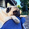 Ange a rejoint le concours — aidez-le/la à gagner de superbes lots ! animal, blue, canine, closeup, daylight, dog, fence, house, jeans, nature, outdoor, paw, pet, pug, relaxation, resting, sleeping, sunlight, tree, wood