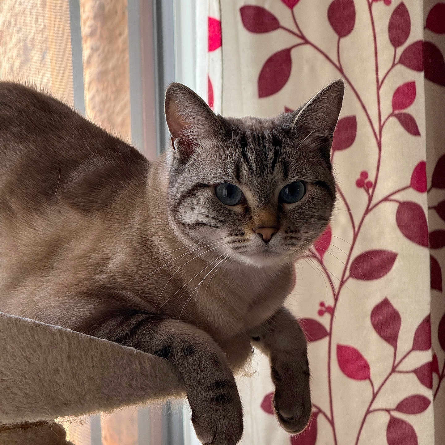 Athena a rejoint le concours — aidez-le/la à gagner de superbes lots ! abyssinian, animal, cat, curtain, egyptiancat, homedecor, kitten, linen, manx, pattern, pet, siamese, window, windowshade, windowsill