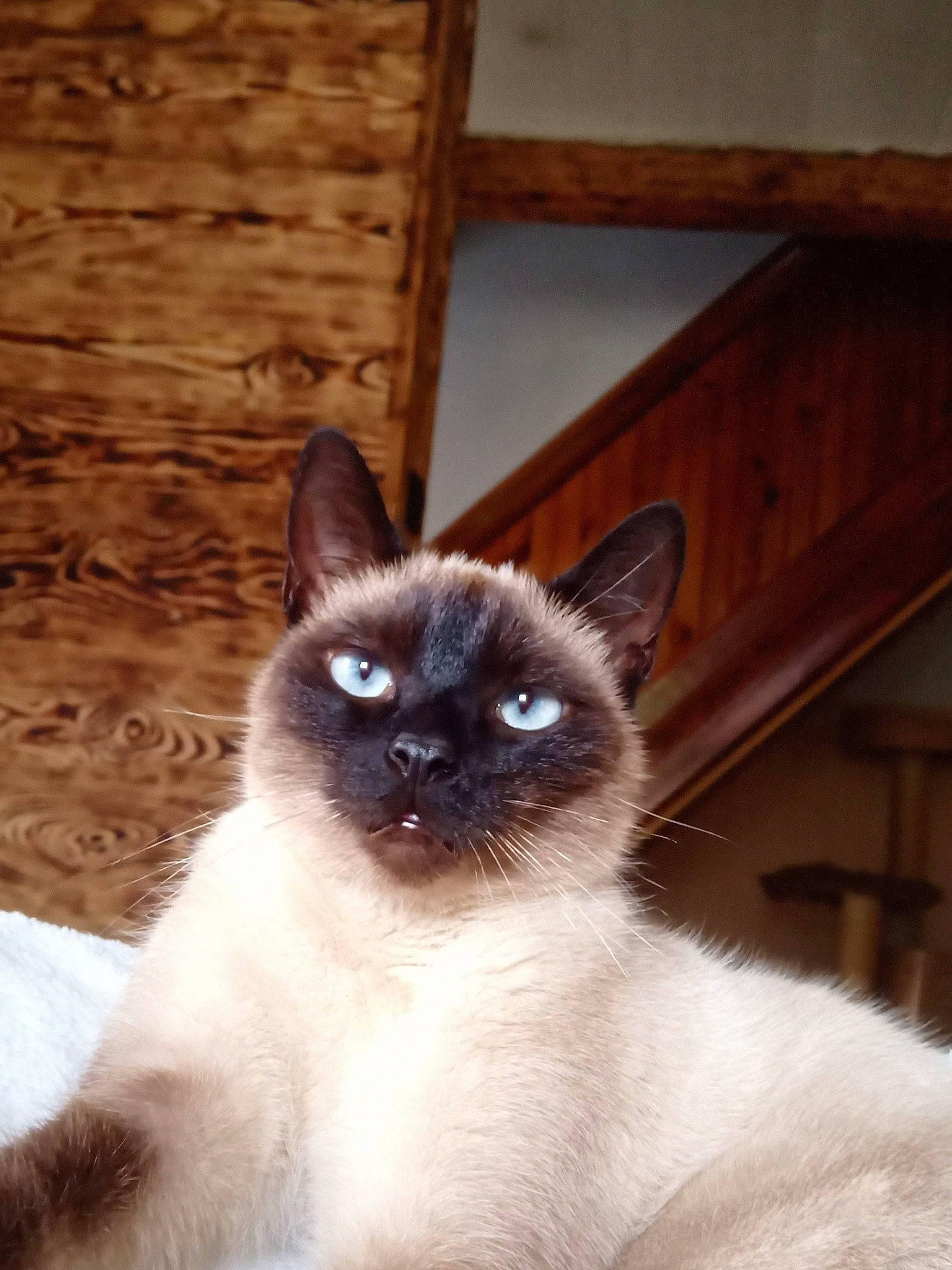 Pirate a rejoint le concours — aidez-le/la à gagner de superbes lots ! birman, carnivore, cat, creative_arts, fawn, felidae, fixture, flooring, fur, hardwood, iris, mammal, siamese, small_to_medium_sized_cats, snout, symmetry, throat, vertebrate, whiskers, wood