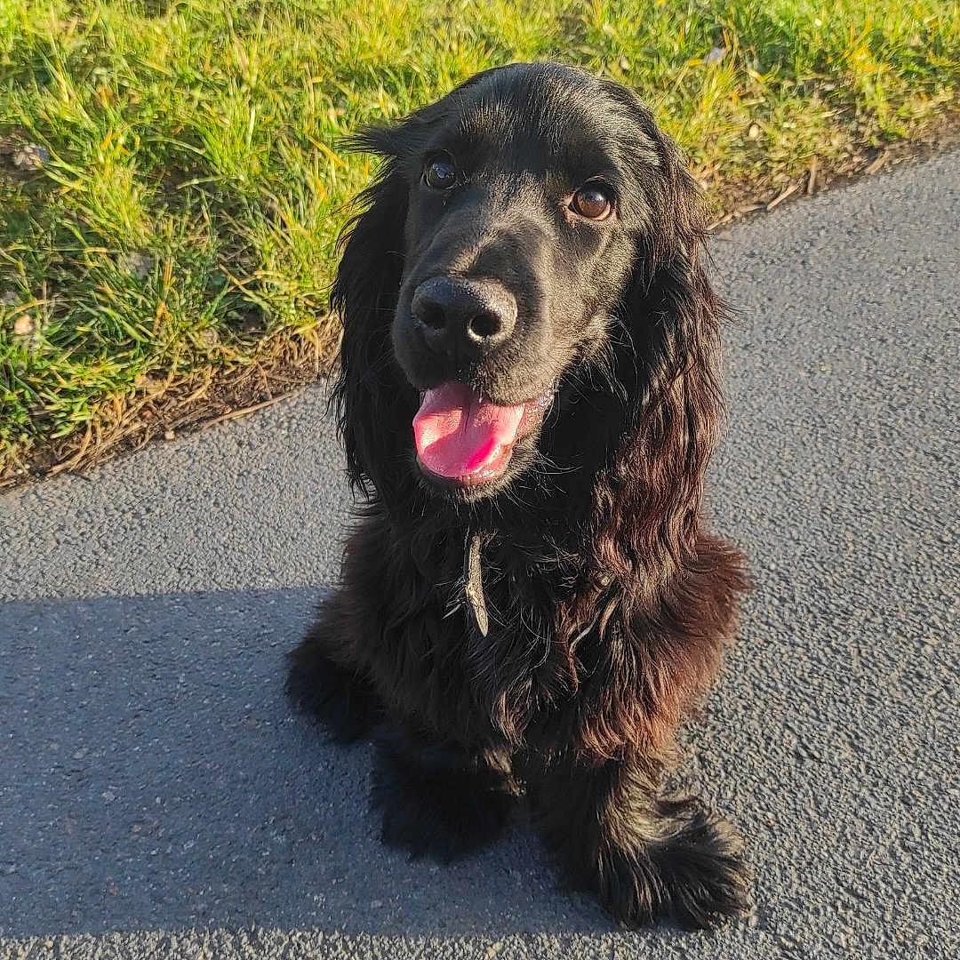 Taïga participe au concours pour gagner de l'argent avec cette photo : animal, bodypart, canine, cockerspaniel, dog, face, grass, head, mouth, outdoors, person, pet, photography, plant, portrait, puppy, road, tarmac, tree, vegetation