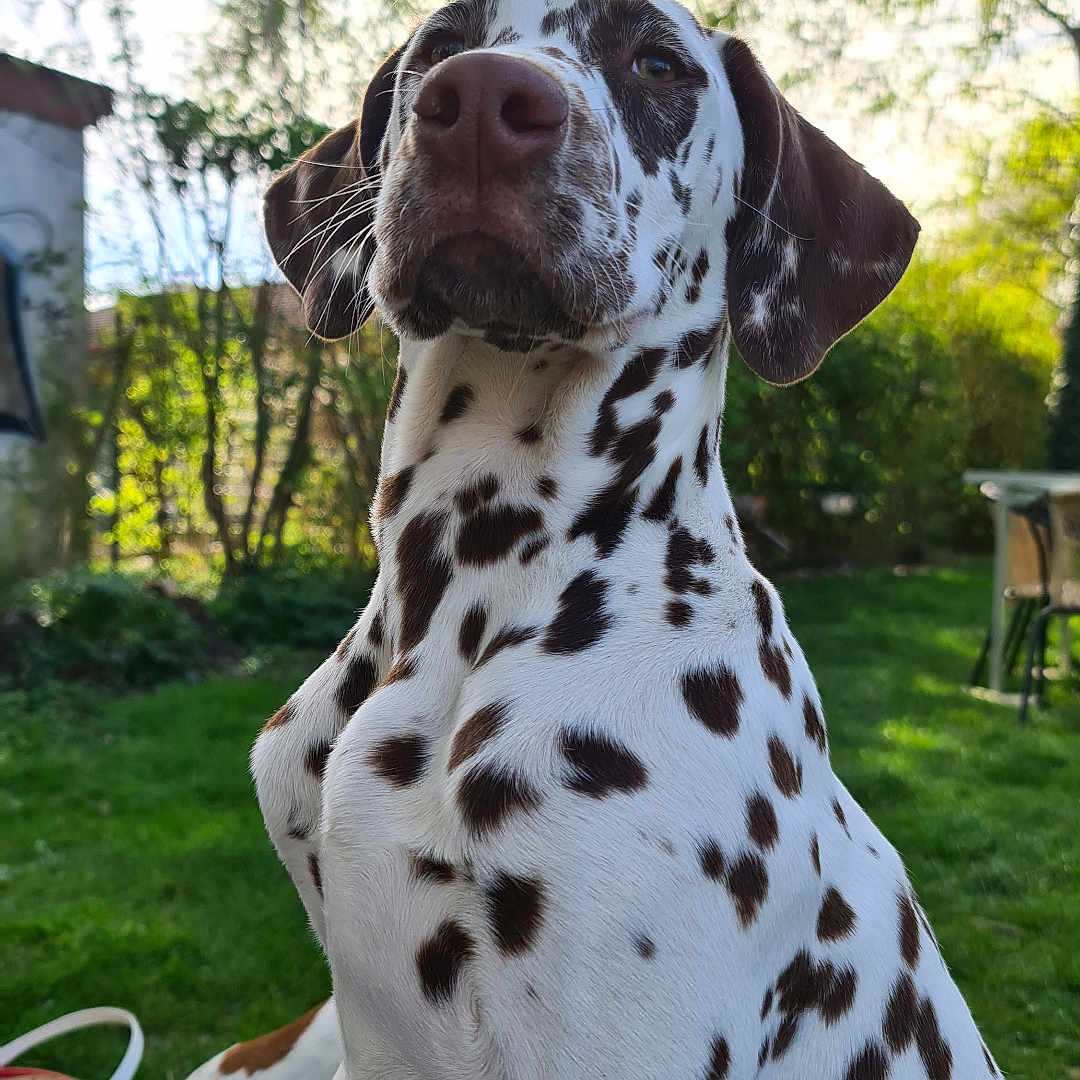 Vaiana participe au concours pour gagner de l'argent avec cette photo : accessories, animal, bag, canine, dalmatian, dog, grass, grove, handbag, hound, land, nature, outdoors, pet, plant, pointer, puppy, tree, vegetation, yard