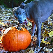 Oakley is registered to the contest to win money with this photo: dog, pumpkin, autumn_leaves, outdoor, nature, fall, animal, canine, chewing, stem, orange, leaf_litter, forest, seasonal, playful, curious, ground, daylight, muzzle, ears