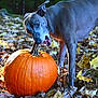 dog, pumpkin, autumn_leaves, outdoor, nature, fall, animal, canine, chewing, stem, orange, leaf_litter, forest, seasonal, playful, curious, ground, daylight, muzzle, ears