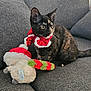 animal, cat, christmas, couch, curious, cute, domestic_cat, ears, feline, grey_fabric, holiday, indoor, kitten, pet, plush_toy, red_collar, sitting, tail, tortoiseshell, whiskers
