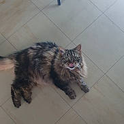 Grisou participe au concours pour gagner de l'argent avec cette photo : animal, cat, cute, domestic_cat, ears, eyes, feline, floor, fluffy, four_legs, fur, indoor, laying, looking_up, mischievous, pet, tabby, tile, tongue, whiskers