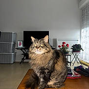 Grisou a rejoint le concours — aidez-le/la à gagner de superbes lots ! animal, cat, cozy, curtains, floor, fluffy, fur, furniture, home, indoor, living_room, natural_light, pet, potted_plants, sitting, storage_bins, tabby, table, television, wooden_table