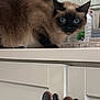 blue_eyes, cabinet, cat, container, countertop, curious, domestic, ears, feline, fur, household_items, indoor, kitchen, knobs, looking, pet, siamese_cat, tabletop, water_bottle, whiskers