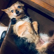 Ramsey is registered to the contest to win money with this photo: animal, black_fur, brown_fur, canine, collar, curious, cute, dog, ears, fur, indoor, looking_up, lying_down, paw, pet, playful, resting, small_dog, tail, white_fur