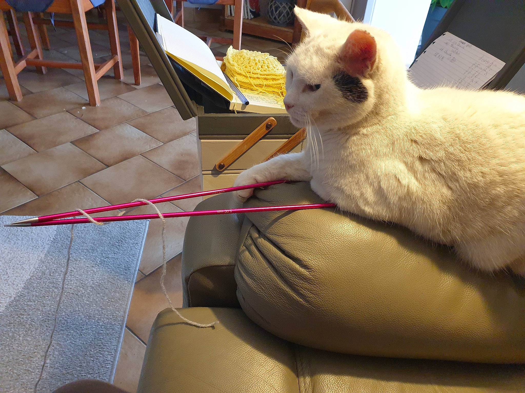 Gribouille a rejoint le concours — aidez-le/la à gagner de superbes lots ! carmine, carnivore, cat, chair, claw, comfort, domestic_short_haired_cat, fawn, felidae, fur, gesture, human_leg, lap, paw, sitting, small_to_medium_sized_cats, snout, tail, whiskers, wood