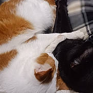 Thor is registered to the contest to win money with this photo: animal, black_cat, blanket, cat, close_up, companion, cozy, curled_up, cute, fur, furry, indoor, orange_and_white_cat, pet, plaid, relaxation, resting, sleeping, soft, whiskers