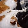animal, black_cat, blanket, cat, close_up, companion, cozy, curled_up, cute, fur, furry, indoor, orange_and_white_cat, pet, plaid, relaxation, resting, sleeping, soft, whiskers