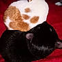 Thor is registered to the contest to win money with this photo: animal, black_cat, blanket, brown_spots, cat, cats, companion, cozy, curled_up, cute, feline, fur, indoor, pet, red_blanket, resting, sleeping, soft, warm, white_cat