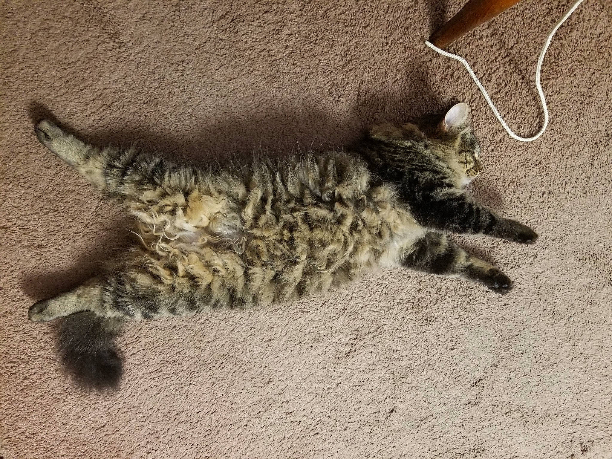 Skyler Rose joined the competition — help win amazing prizes! carnivore, cat, claw, comfort, domestic_short_haired_cat, felidae, fur, paw, sand, small_to_medium_sized_cats, soil, tail, terrestrial_animal, whiskers, wildlife, wood