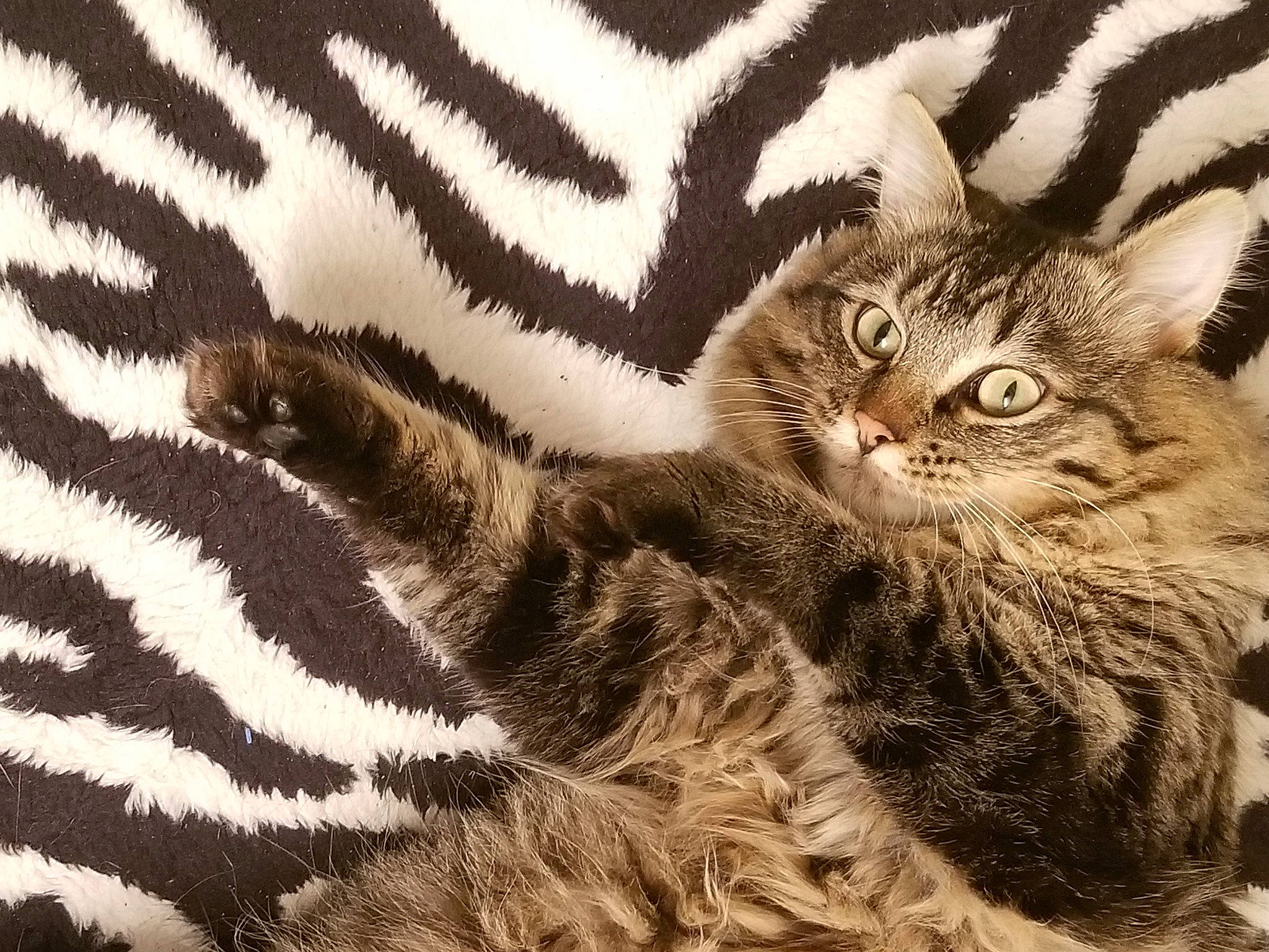 Skyler Rose joined the competition — help win amazing prizes! carnivore, cat, claw, comfort, domestic_short_haired_cat, fawn, felidae, fur, mammal, monochrome, monochrome_photography, pattern, paw, photo_caption, sleeve, small_to_medium_sized_cats, tail, terrestrial_animal, vertebrate, whiskers