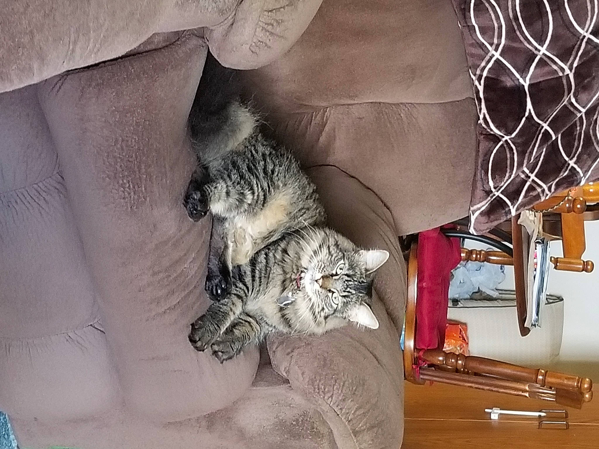 Skyler Rose joined the competition — help win amazing prizes! carnivore, cat, claw, comfort, domestic_short_haired_cat, felidae, fur, grey, mesh, nap, pattern, paw, room, small_to_medium_sized_cats, tail, textile, whiskers, window, wire_fencing, wood