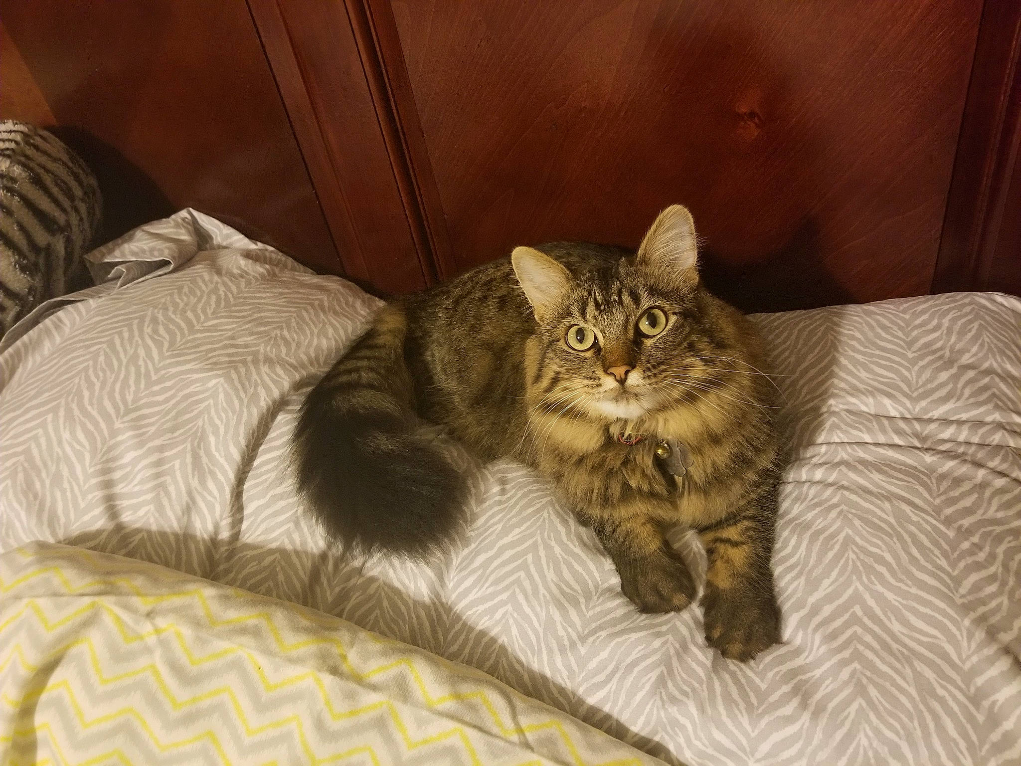 Skyler Rose is registered to the contest to win money with this photo: bed, bed_sheet, bedding, carnivore, cat, cat_supply, claw, comfort, domestic_short_haired_cat, drawer, eye, felidae, fur, linens, paw, room, small_to_medium_sized_cats, terrestrial_animal, whiskers, wood
