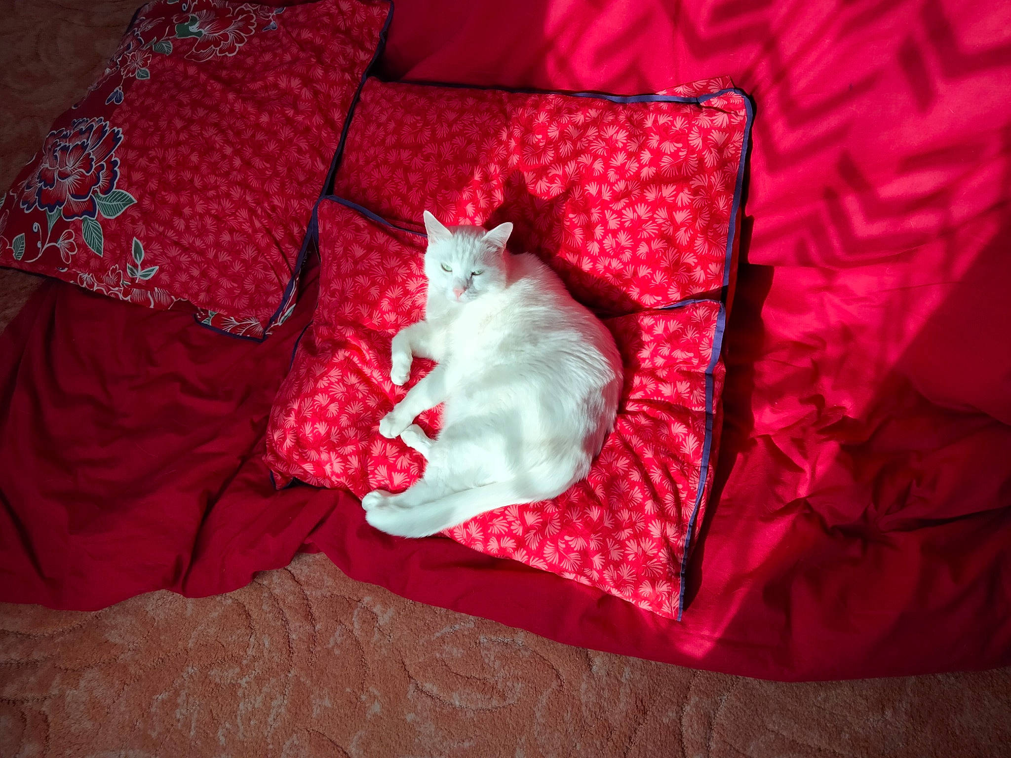 Flake a rejoint le concours — aidez-le/la à gagner de superbes lots ! bag, bed_sheet, bedding, carmine, carnivore, cat, comfort, domestic_short_haired_cat, felidae, fur, grey, linens, magenta, pattern, room, small_to_medium_sized_cats, tail, throw_pillow, tints_and_shades, whiskers