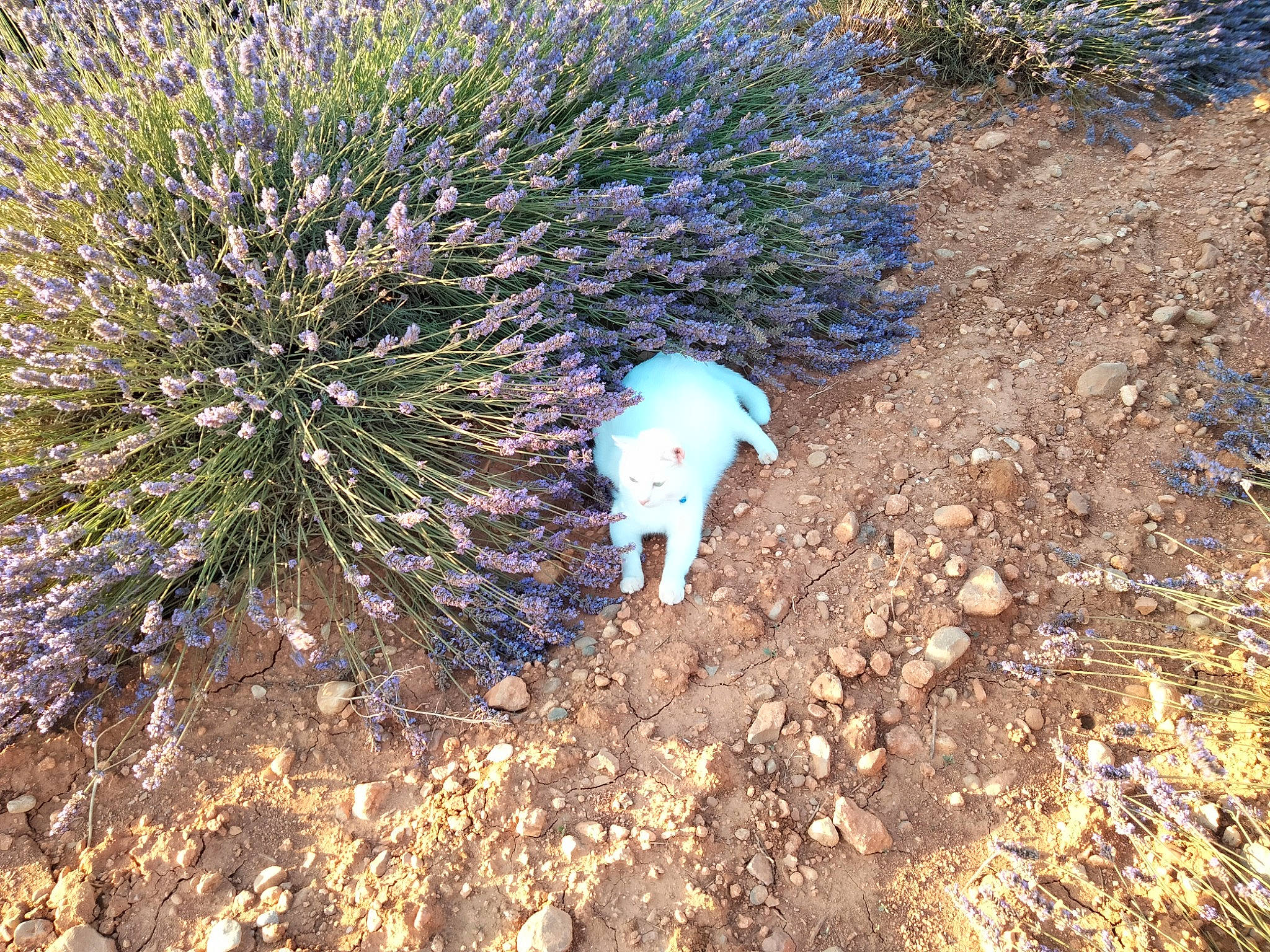 Flake a rejoint le concours — aidez-le/la à gagner de superbes lots ! carnivore, conifer, dog, dog_breed, electric_blue, flower, grass, groundcover, herbaceous_plant, landscape, plant, pollution, road_surface, shadow, shrub, soil, subshrub, tail