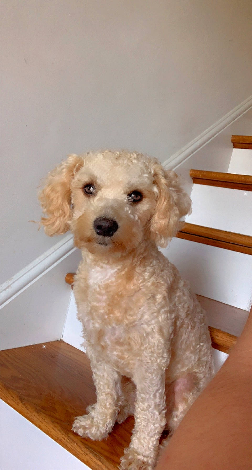 J J joined the competition — help win amazing prizes! canidae, carnivore, circle, companion_dog, dog, dog_breed, dog_collar, fawn, labradoodle, maltepoo, pet_supply, poodle, puppy, snout, sporting_group, terrier, toy_dog, water_dog, wood, working_animal