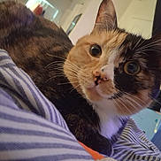 Sophie joined the competition — help win amazing prizes! animal, calico_cat, cat, closeup, comfortable, cozy, curious, ears, eyes, face, feline, fur, home, indoor, nose, pet, relaxed, resting, striped_blanket, whiskers