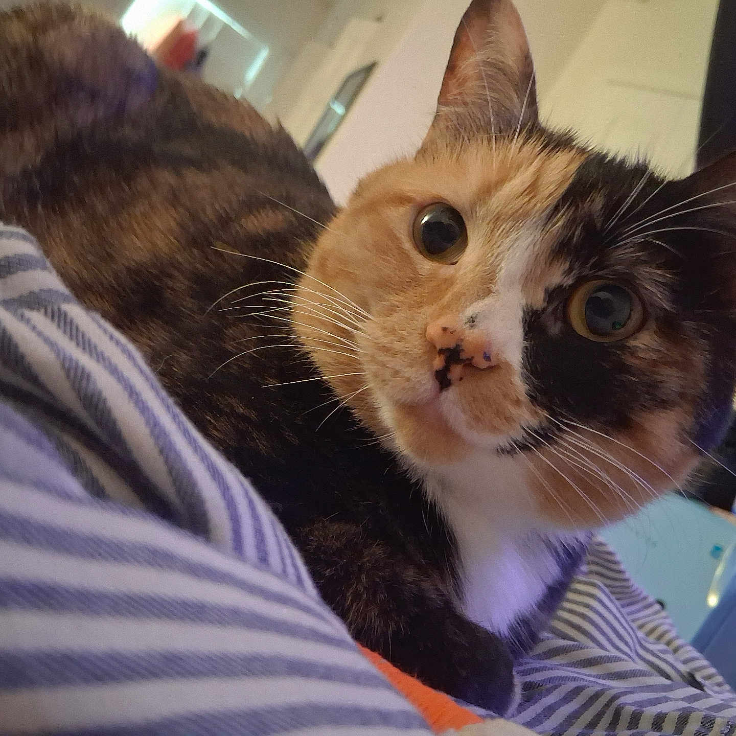 Sophie