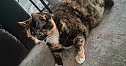 Sophie is registered to the contest to win money with this photo: animal, carpet, cat, close_up, cozy, curious, cute, domestic, fur, furniture, indoor, laying, mammal, multi_colored, paws, pet, relaxed, side_view, tabby, whiskers