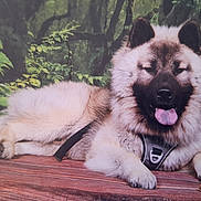 Urus participe au concours pour gagner de l'argent avec cette photo : animal, canine, dog, ears, fluffy, forest, fur, greenery, happy, harness, lying_down, muzzle, nature, outdoor, paw, pet, relaxed, tongue, tongue_out, wooden_surface