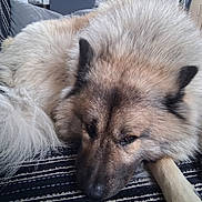 Urus a rejoint le concours — aidez-le/la à gagner de superbes lots ! blanket, brown, close_up, companion, couch, cozy, dog, ear, fluffy, fur, home, indoor, muzzle, paw, pet, portrait, relaxed, resting, sleeping, tail