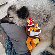 Urus participe au concours pour gagner de l'argent avec cette photo : animal, blanket, comfort, cozy, crown, cute, dog, fluffy, fur, home, indoor, lion, pet, pillow, plush_toy, relaxation, resting, sleeping, snuggle, toy