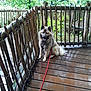 Urus a rejoint le concours — aidez-le/la à gagner de superbes lots ! animal, calm, canine, daylight, dog, fur, greenery, leash, nature, outdoor, pet, quiet, relaxed, rustic, shade, sitting, tongue_out, wet_surface, wooden_deck, wooden_fence