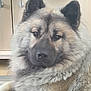 Urus participe au concours pour gagner de l'argent avec cette photo : animal, black, brown, cabinet, calm, canine, dog, domestic, ears, eyes, face, floor, fluffy, fur, indoors, mammal, nose, pet, portrait, relaxed