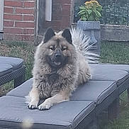 Urus participe au concours pour gagner de l'argent avec cette photo : animal, backyard, brick_wall, canine, cushion, daytime, dog, ears, flowerpot, fur, garden, grass, lounge_chair, nature, outdoor, pet, plant, relaxed, resting, tail
