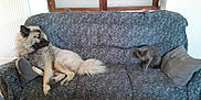 Urus a rejoint le concours — aidez-le/la à gagner de superbes lots ! animal, cat, companion, couch, cozy, curtain, dog, domestic, fluffy, fur, furniture, gray, indoor, living_room, pet, pillow, relaxing, seated, tail, wooden_window