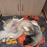 Urus a rejoint le concours — aidez-le/la à gagner de superbes lots ! animal, blanket, cat, companions, cozy, cute, dog, domestic, floor, fur, indoor, lion_toy, pet_bed, pets, plush_toy, relaxed, resting, sleeping, tile_floor, wooden_cabinet