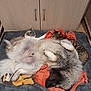 Urus a rejoint le concours — aidez-le/la à gagner de superbes lots ! animal, blanket, cat, companions, cozy, cute, dog, domestic, floor, fur, indoor, lion_toy, pet_bed, pets, plush_toy, relaxed, resting, sleeping, tile_floor, wooden_cabinet
