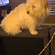 Pancho joined the competition — help win amazing prizes! animal, cord, couch, cozy, curious, dog, domestic, fluffy, furniture, home, indoor, living_room, perched, pet, relaxed, side_view, soft_lighting, television, white_dog, window_blinds