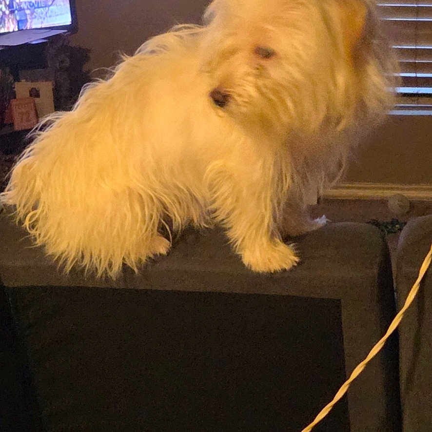 Pancho
