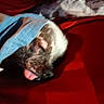 Gus is registered to the contest to win money with this photo: