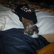 Gus joined the competition — help win amazing prizes! dog, bed, blanket, upside_down, paw, black_cloth, sleeping, cozy, indoor, pet, lying_down, spot_pattern, animal, fur, resting, human_arm, fabric, comfort, night, cute