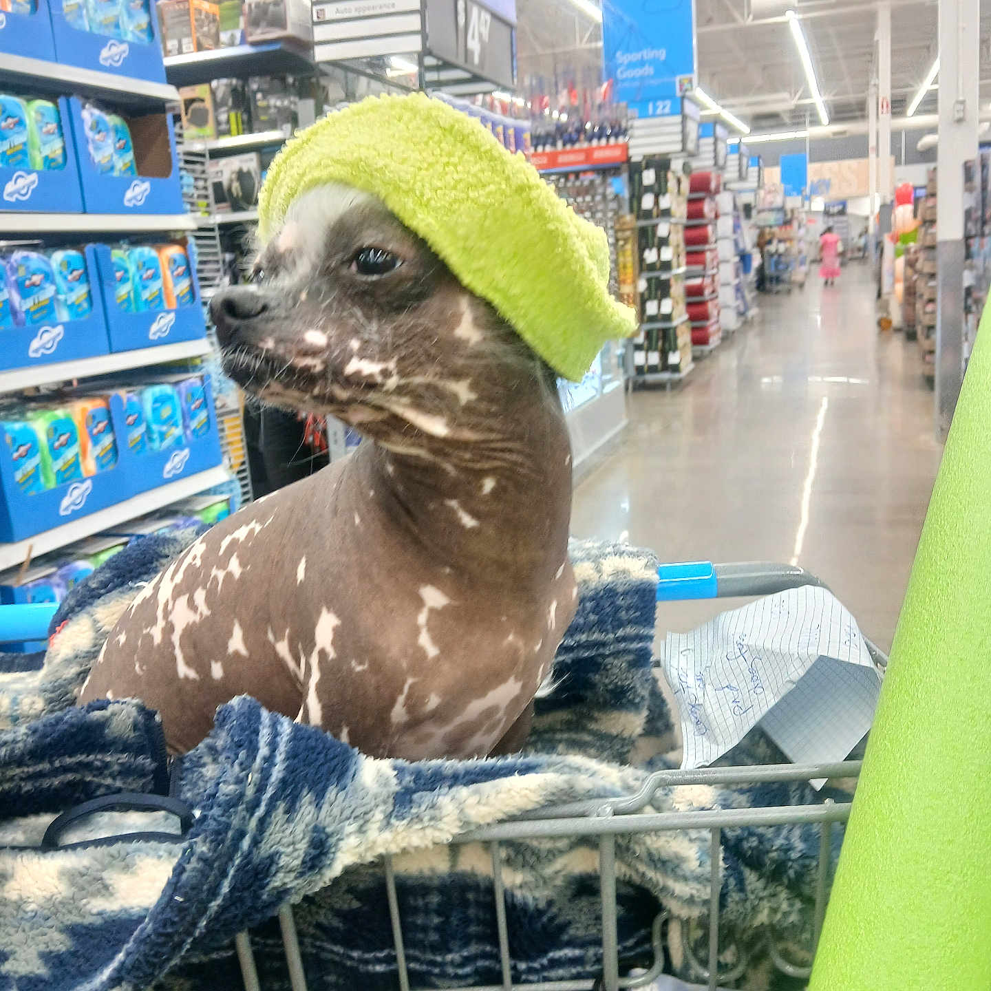 Gus joined the competition — help win amazing prizes! dog, shopping_cart, blanket, green_towel, store_aisle, indoor, pet, spotted_coat, retail, shelf, product_display, shopping, animal, fur, comfort, domestic_animal, cute, portrait, store, canine