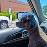 Gus is registered to the contest to win money with this photo: dog, hairless, car_interior, window, side_mirror, sunlight, parking_lot, handicap_sign, brick_wall, green_bushes, white_vehicle, animal, pet, side_view, fur, spot_pattern, canine, daytime, outdoor_view, reflection