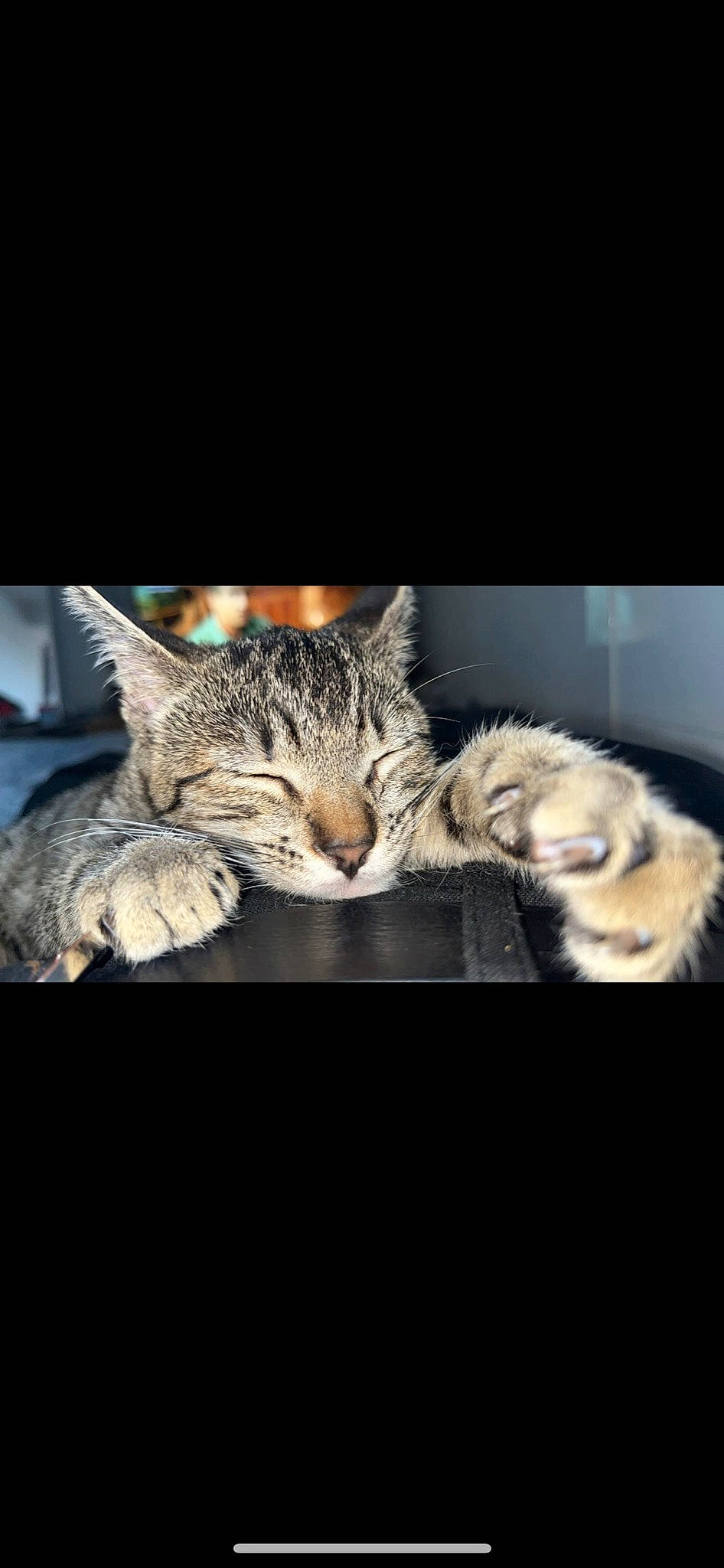 Minette a rejoint le concours — aidez-le/la à gagner de superbes lots ! cat, claw, comfort, darkness, domestic_short_haired_cat, felidae, fur, mammal, paw, photo_caption, small_to_medium_sized_cats, tail, whiskers