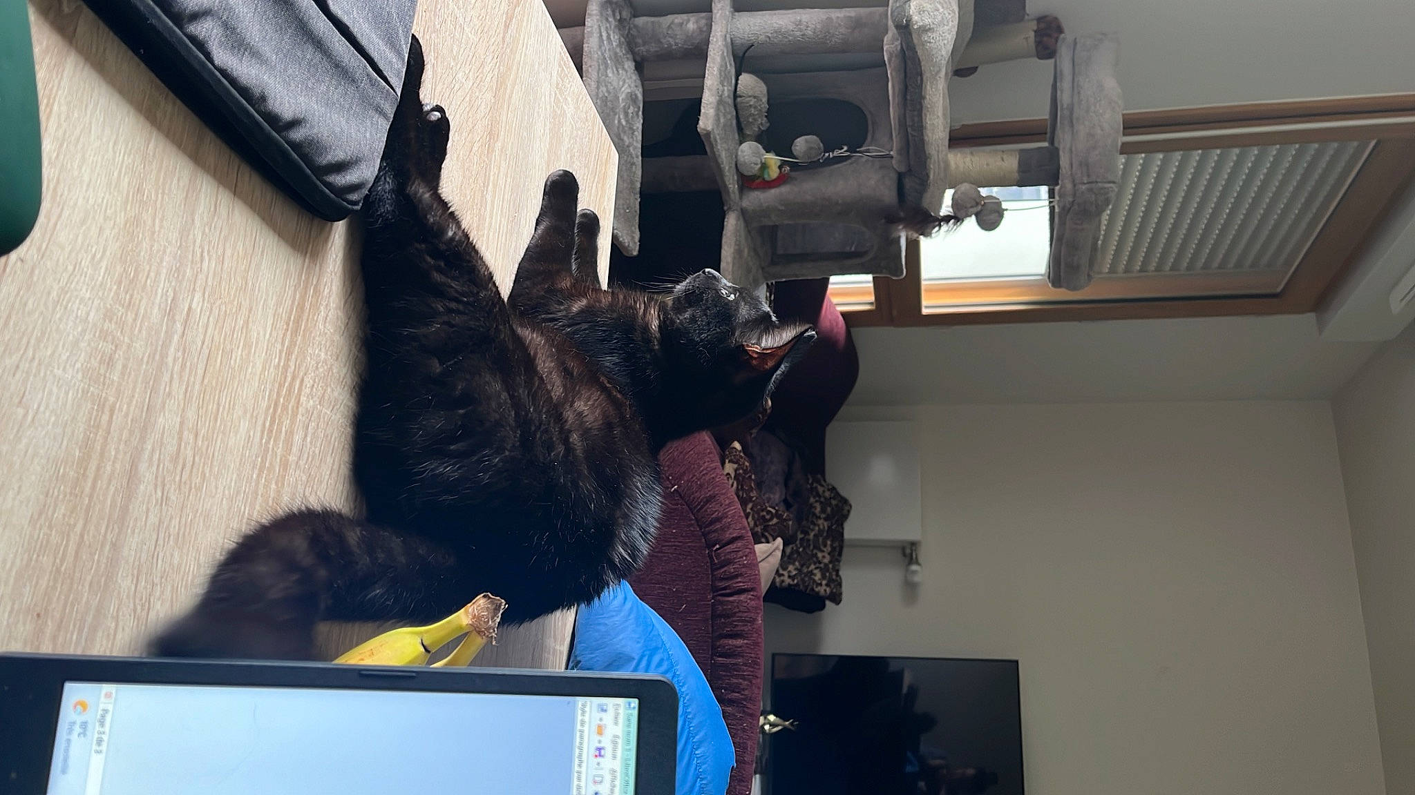 Bdball a rejoint le concours — aidez-le/la à gagner de superbes lots ! canidae, cat, companion_dog, display_device, dog_breed, domestic_short_haired_cat, felidae, fur, gesture, guard_dog, machine, room, small_to_medium_sized_cats, tail, whiskers, wood